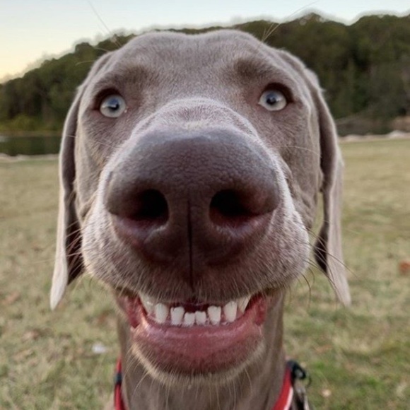 Meet your Posher - Picture 1 of 1